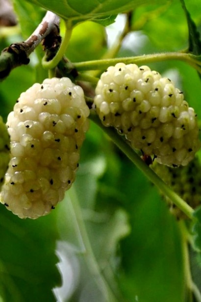 Morus alba Медовая - ароматные ягоды для вашего сада.